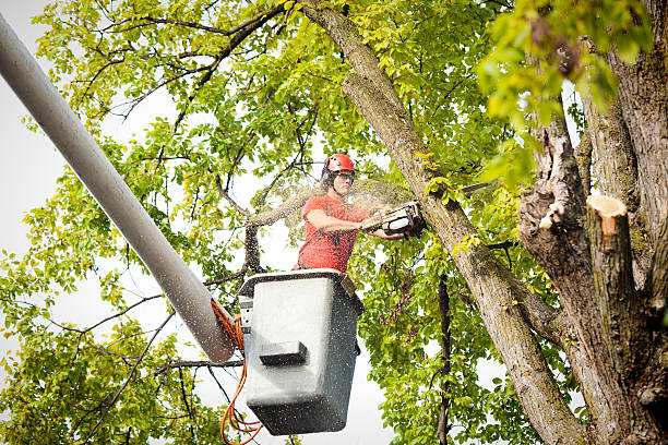 Leaf Removal in Green Level, NC